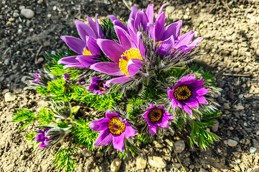 Die Kuhschellen in unserem Garten zeigen ihre Blütenpracht - Foto JoSt   2026